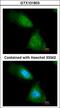 Enolase 1 antibody, LS-B10960, Lifespan Biosciences, Immunocytochemistry image 