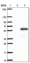 Arrestin domain-containing protein 1 antibody, NBP1-91683, Novus Biologicals, Immunohistochemistry frozen image 