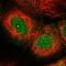 Leucine Rich Repeat Containing 58 antibody, HPA057574, Atlas Antibodies, Immunofluorescence image 