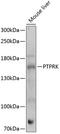 Receptor-type tyrosine-protein phosphatase kappa antibody, 15-721, ProSci, Western Blot image 