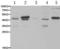 Egl-9 Family Hypoxia Inducible Factor 1 antibody, TA321892, Origene, Western Blot image 