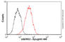 Ubiquinol-Cytochrome C Reductase Core Protein 2 antibody, ab14745, Abcam, Flow Cytometry image 
