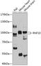 Ring Finger Protein 10 antibody, 14-349, ProSci, Western Blot image 