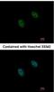 Dual Specificity Phosphatase 2 antibody, NBP2-14934, Novus Biologicals, Immunocytochemistry image 