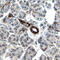 Ribosomal Protein S6 Kinase A4 antibody, AF189, R&D Systems, Immunohistochemistry paraffin image 