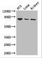 Cysteinyl-tRNA synthetase, cytoplasmic antibody, A62202-100, Epigentek, Western Blot image 