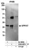 G Protein-Coupled Receptor 157 antibody, A304-487A, Bethyl Labs, Immunoprecipitation image 