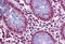 Karyopherin Subunit Alpha 4 antibody, MBS243751, MyBioSource, Immunohistochemistry frozen image 