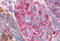 T1r3 antibody, MBS244385, MyBioSource, Immunohistochemistry frozen image 