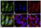 Keratin 18 antibody, MA1-10326, Invitrogen Antibodies, Immunofluorescence image 