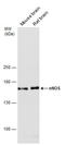 NOS1 antibody, GTX133407, GeneTex, Western Blot image 