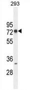 Zinc Finger Protein 780A antibody, AP54717PU-N, Origene, Western Blot image 