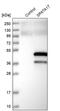 Spermatogenesis-associated protein 17 antibody, PA5-56341, Invitrogen Antibodies, Western Blot image 