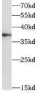 Translocase Of Outer Mitochondrial Membrane 40 antibody, FNab09958, FineTest, Western Blot image 