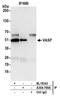 Vasodilator Stimulated Phosphoprotein antibody, A304-769A, Bethyl Labs, Immunoprecipitation image 