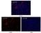 Lin-28 Homolog A antibody, NBP1-28865, Novus Biologicals, Immunofluorescence image 