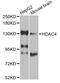 Histone Deacetylase 4 antibody, LS-C746719, Lifespan Biosciences, Western Blot image 