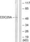 Cell Division Cycle 25A antibody, LS-C117852, Lifespan Biosciences, Western Blot image 