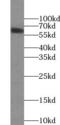 Netrin G1 antibody, FNab05667, FineTest, Western Blot image 
