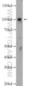 Zinc Finger Protein 483 antibody, 25242-1-AP, Proteintech Group, Western Blot image 