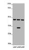 4-Hydroxyphenylpyruvate Dioxygenase antibody, A52564-100, Epigentek, Western Blot image 