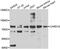 Caspase Recruitment Domain Family Member 10 antibody, abx006645, Abbexa, Western Blot image 