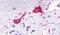 KISS1R antibody, PA5-33878, Invitrogen Antibodies, Immunohistochemistry frozen image 