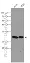 RAS Related antibody, 27457-1-AP, Proteintech Group, Western Blot image 