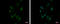 Zinc Finger Protein 624 antibody, GTX119609, GeneTex, Immunocytochemistry image 