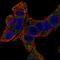 Solute Carrier Family 6 Member 14 antibody, HPA003193, Atlas Antibodies, Immunocytochemistry image 