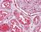 Aop2 antibody, orb95152, Biorbyt, Immunohistochemistry paraffin image 