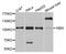 Nibrin antibody, LS-B13357, Lifespan Biosciences, Western Blot image 