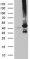 G Protein Subunit Alpha 14 antibody, LS-C796222, Lifespan Biosciences, Western Blot image 