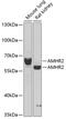 Anti-Mullerian Hormone Receptor Type 2 antibody, GTX64733, GeneTex, Western Blot image 