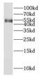 E2F Transcription Factor 3 antibody, FNab02601, FineTest, Western Blot image 