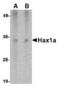HCLS1 Associated Protein X-1 antibody, LS-B14750, Lifespan Biosciences, Western Blot image 