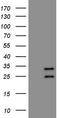Proline-rich protein BCA3 antibody, LS-C794390, Lifespan Biosciences, Western Blot image 