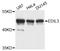 EDIL3 antibody, STJ26639, St John