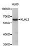 Kelch Like Family Member 3 antibody, STJ26760, St John