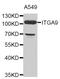 Integrin Subunit Alpha 9 antibody, MBS129399, MyBioSource, Western Blot image 