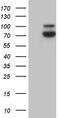 Synaptotagmin-like protein 4 antibody, M07875, Boster Biological Technology, Western Blot image 