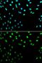 Replication factor C subunit 1 antibody, GTX55779, GeneTex, Immunofluorescence image 