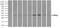 Replication Protein A2 antibody, NBP2-02182, Novus Biologicals, Immunoprecipitation image 