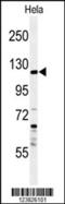 Synaptotagmin-like protein 2 antibody, 61-670, ProSci, Western Blot image 