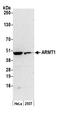Acidic Residue Methyltransferase 1 antibody, A305-732A-M, Bethyl Labs, Western Blot image 