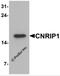 Cannabinoid Receptor Interacting Protein 1 antibody, 7303, ProSci, Western Blot image 