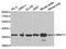 CDK-activating kinase assembly factor MAT1 antibody, TA327211, Origene, Western Blot image 