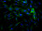 DNM2 antibody, CSB-RA877222A0HU, Cusabio, Immunofluorescence image 