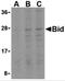 BH3 Interacting Domain Death Agonist antibody, 3355, ProSci Inc, Western Blot image 