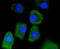 Lactate Dehydrogenase A antibody, NBP2-67483, Novus Biologicals, Immunocytochemistry image 